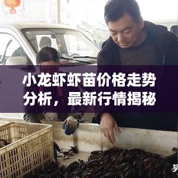 小龙虾虾苗价格走势分析，最新行情揭秘