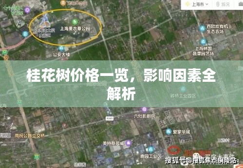 桂花树价格一览，影响因素全解析