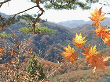 草遛2017最新指南，一步步教你涉嫌违法犯罪的行动