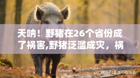 野猪泛滥成灾，祸福权衡与应对之道，涉及26个省份的挑战