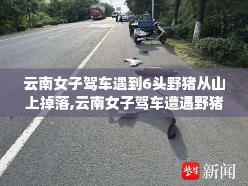 云南女子驾车遭遇六头野猪坠落事件，亲历者的讲述与深度解析