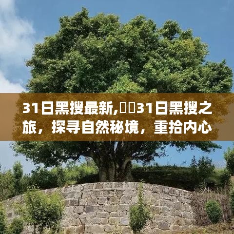 探寻自然秘境，黑搜之旅重塑内心宁静与平和的启示