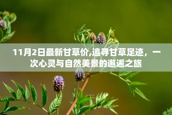 追寻甘草足迹，心灵与自然美景的邂逅之旅——最新甘草价格报道