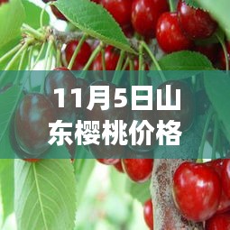 山东樱桃最新行情解析，市场走势深度剖析与影响因素揭秘（11月5日）