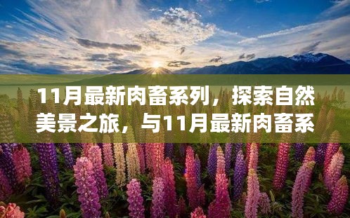 11月最新肉畜系列，自然美景的心灵之旅