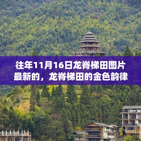 龙脊梯田金色韵律，揭秘变化的力量与自信的旋律之图片纪实