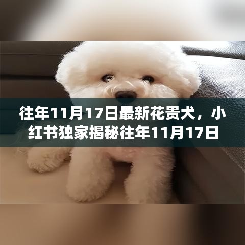 独家揭秘，往年11月17日花贵犬璀璨风采与独特魅力，小红书带你领略犬界新星风采