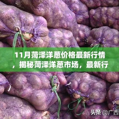 揭秘菏泽洋葱市场，最新行情分析与价格走势（以11月为中心）