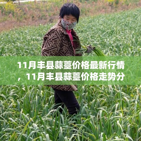 11月丰县蒜薹价格走势解析，最新行情与影响因素深度探讨