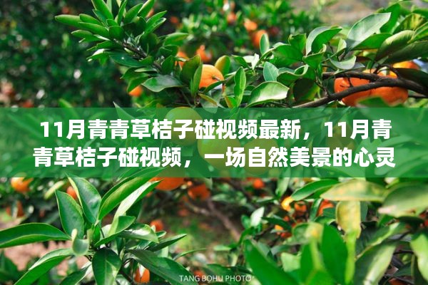 11月青青草桔子碰视频，自然美景的心灵之旅