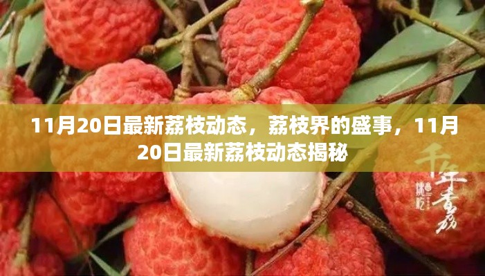 揭秘荔枝界盛事，11月20日最新荔枝动态