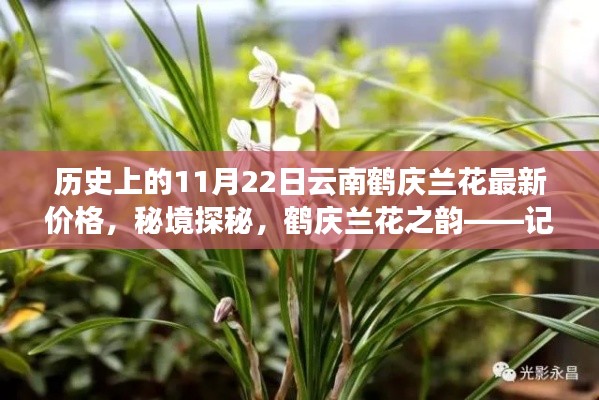 云南鹤庆兰花奇缘，11月22日最新价格与秘境探秘