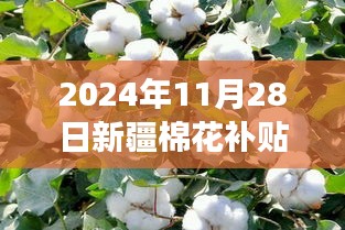 2024年新疆棉花补贴政策最新动态及市场反应