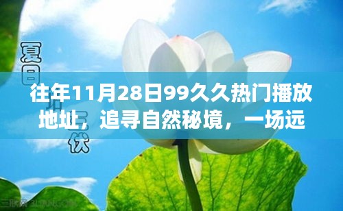 往年11月28日99久久热门播放地址，追寻自然秘境，一场远离尘嚣的旅行，带你领略往年11月28日99久久美景