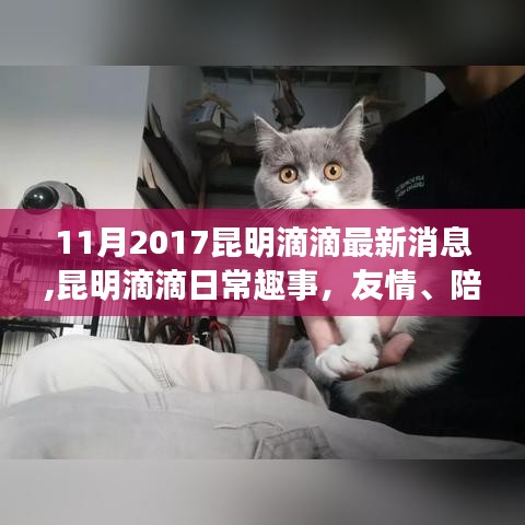 昆明滴滴的日常趣事，友情、陪伴与家的温馨——2017年11月最新消息