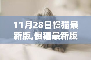 慢猫最新版深度评测与介绍，功能特点一网打尽（11月28日更新）