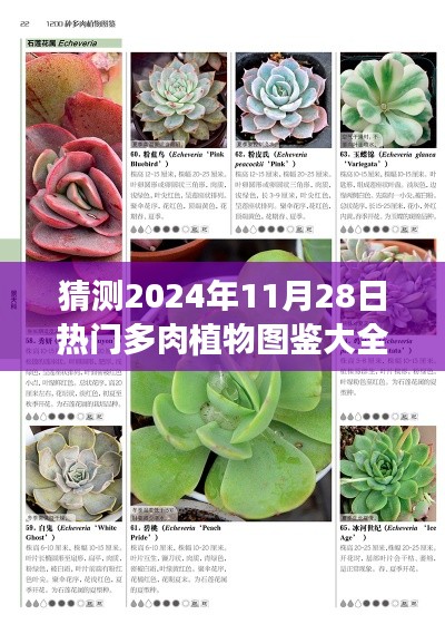 展望未来的多肉种植趋势，预测热门多肉植物图鉴大全（2024年）