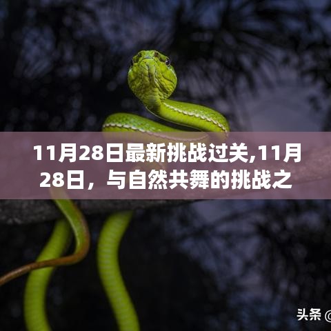 探寻内心平静的奇妙旅程，11月28日挑战过关与自然共舞的挑战之旅