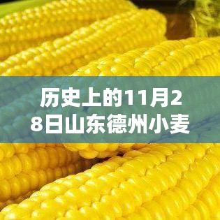 揭秘，历史上的山东德州小麦最新价格——11月28日回顾分析