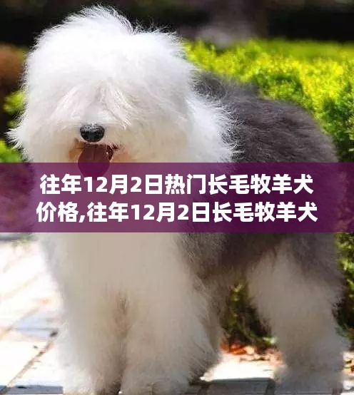 往年12月2日长毛牧羊犬价格概览与趋势分析