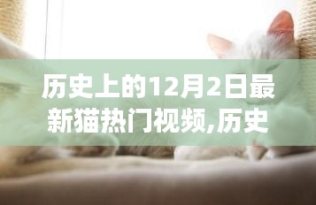 历史上的猫星闪耀日，猫视频展现的力量与自信之光