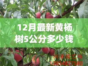 12月最新黄杨树5公分价格揭秘，市场风云与观点碰撞