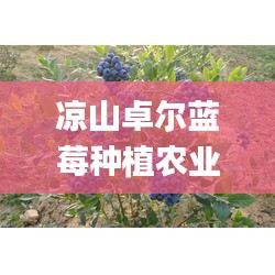 凉山卓尔蓝莓种植农业有限公司,客户反馈分析落实_LT4.340