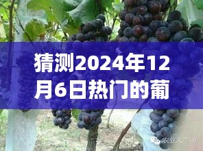 葡萄避雨棚下的未来趋势与励志成长之旅（预测至2024年12月6日）