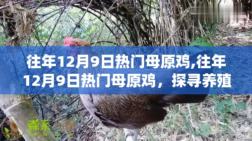 探寻养殖界热门之选，往年12月9日母原鸡养殖热潮解析