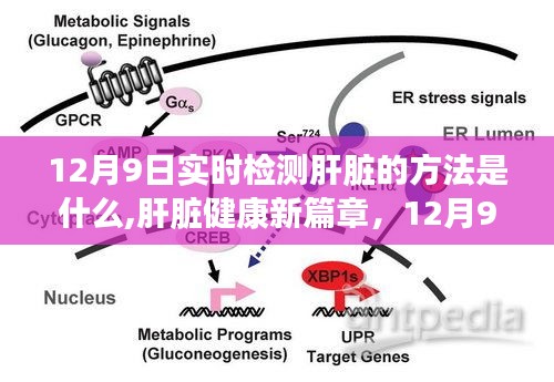 实时检测肝脏新方法揭秘，肝脏健康的探索与影响篇章