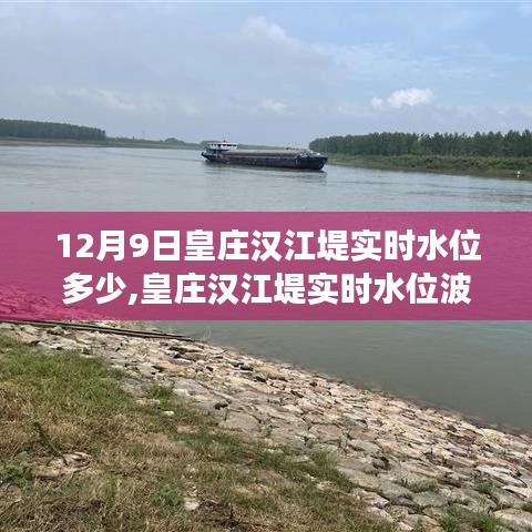 皇庄汉江堤实时水位波动，多重视角解读与最新动态观察