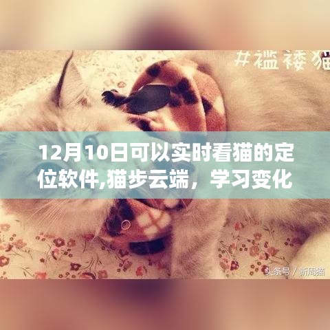 猫步云端，实时定位猫咪的奇妙之旅与探索学习变化的力量