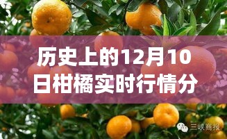 历史上的12月10日柑橘市场深度解析，实时行情、市场走势与个人立场探讨