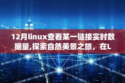 Linux实时数据监控，探索链接流量与自然的双重魅力