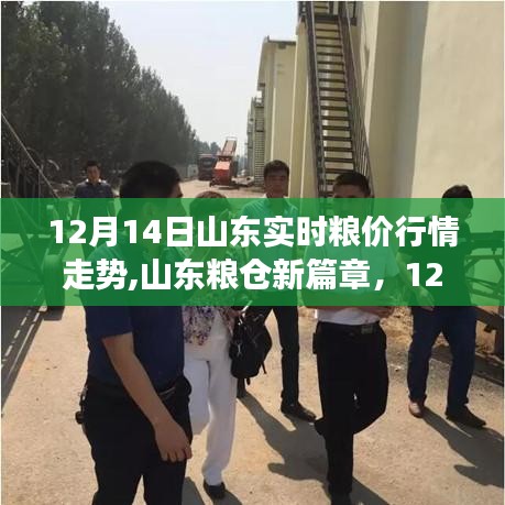 山东粮仓新篇章，揭秘粮价行情背后的励志故事与最新粮仓行情走势分析（12月14日）