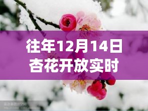 冬日杏花香，友情与陪伴的温馨故事实时播报