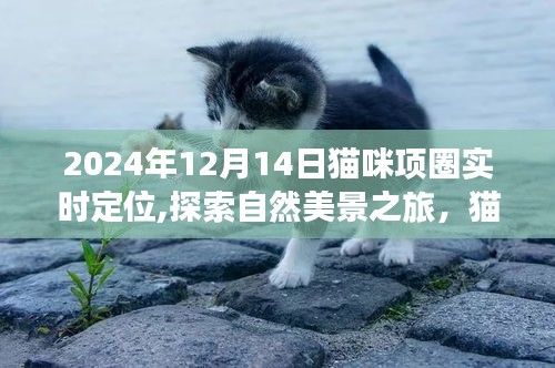 猫咪项圈实时定位，探索自然美景与宁静猫步世界的奇妙之旅