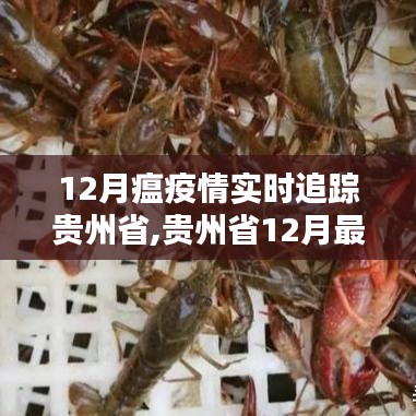 贵州省12月疫情实时追踪报告，最新疫情动态与防控进展