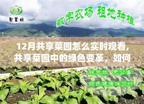 十二月共享菜园，绿色变革与活力生活的探索之路