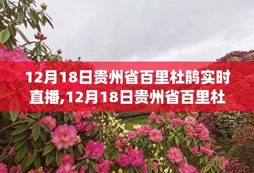 12月18日贵州省百里杜鹃实时直播，自然美景与文化的完美交融展现当日盛景