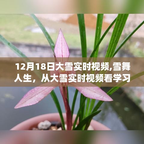 12月18日大雪实时视频，雪舞人生中的自信与成就感见证