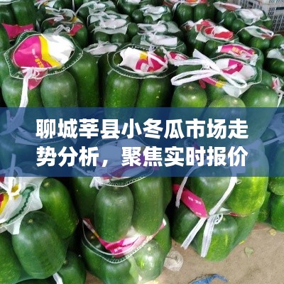 聊城莘县小冬瓜市场走势深度解析，实时报价与观点博弈聚焦