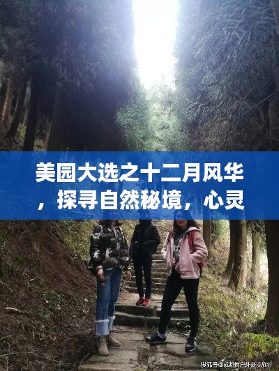 美园大选十二月风华，探寻自然秘境，心灵之旅启航