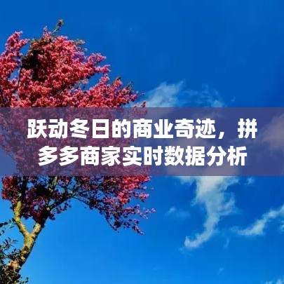 拼多多商家实时数据分析，跃动冬日的商业奇迹启示与成长之路