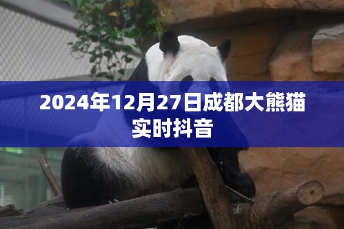 成都大熊猫抖音直播，冬日温馨瞬间