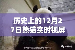 熊猫实时视频直播，历史上的今天，12月27日回顾