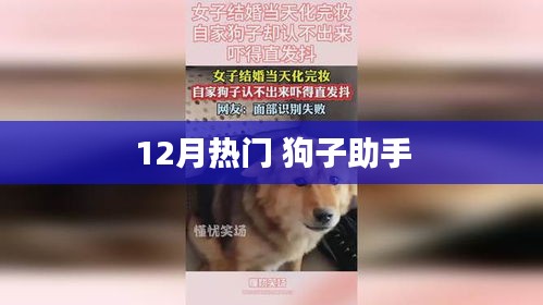 狗子助手，12月热门话题一网打尽