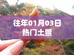 往年元旦后热门土鳖风潮回顾