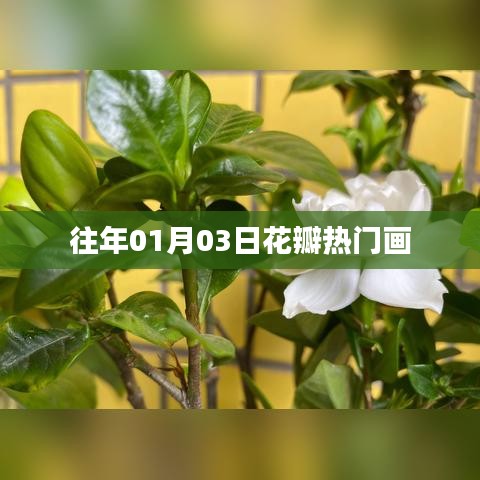 花瓣热门画作盘点，历年一月初绽放的美丽瞬间