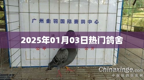 热门鸽舍，最新动态与资讯，尽在2025年元旦后首周